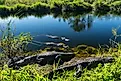 American alligators in the Everglades, Florida.