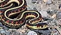 View of a common garter snake, one of Nelson Reservoirs most common snakes, slithering along shoreline rocks.