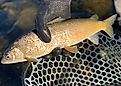  mountain whitefish