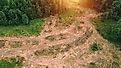 Green forest meets barren land in aerial view of deforestation.
