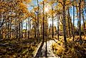 Golden fall foliage on trail en route to Lake Tahoe. 