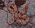 A top-down view of a venomous copperhead snake.