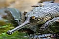 gharial close up shot