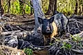 Wild feral hogs are an invasive species in the Louisiana swamps