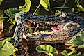 Alligator eating an invasive python in the Florida Everglades. Via Shutterstock / onewildlifer.
