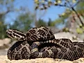 Eastern Massasauga Rattlesnake (Sistrurus catenatus catenatus)