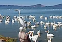 Great white egret or ardea alba perched above pelicans on Lake Chapala, Mexico.