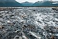 Wild salmon spawning in Alaska in summer