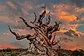 Methuselah ancient Bristlecone Pine at sunset.
