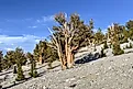  A protected area high in the White Mountains in Inyo County in eastern California.