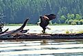 Eagle seen in Montana while kayaking near Flathead Lake