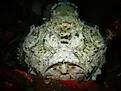 A devil scorpionfish (Scorpaenopsis diabolus)