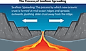 Illustration showing the process of seafloor spreading.