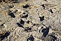 Clayton Lake State Park and Dinosaur Trackways, Clayton, New Mexico. 