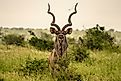 An imposing kudu bull standing stares intently. Via Shutterstock / Robby Holmwood.