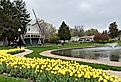 Windmill and yellow tulips in Pella, Iowa. 