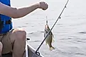 Fisherman with freshly caught freshwater drum fish in lake Erie