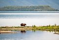 An Alaskan brown bear feeding on salmon along the shore of Naknek Lake in September in Katmai National Park, Alaska