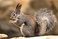 Abert's squirrel