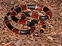 The eastern coral snake.