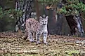 A beautiful Florida panther.