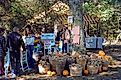 Sweet Potatoes & Pumpkins in Hohenwald, Tennessee, via Richard Melton on Flickr.com