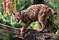 Iberian lynx captured while walking cautiously on a log.