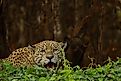 A jaguar 