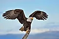 A magnificent bald eagle on a tree branch.