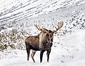A photo of a moose in winter in the Chugach Mountains near Anchorage, Alaska