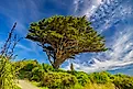 Monterey cypress, with a characteristic, wind-sculpted crown
