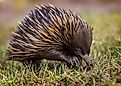 A short-beaked echidna,