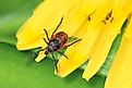 A black-legged tick on a flower.