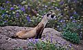 An endangered black-footed ferret (U.S. Fish and Wildlife Service Headquarters, Public domain, via Wikimedia Commons)