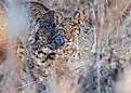A Bobcat peaking through dried grass.