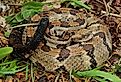 Timber rattlesnake. By Peter Paplanus - CC BY 2.0, Wikimedia Commons.