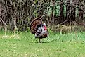 An urban wild turkey gobbler displaying feathers. 