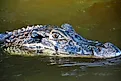 Black caiman (Melanosuchus niger)