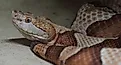 A copperhead snake.