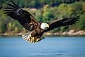  Bald eagle flying above the Susquehanna river in Maryland.