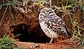 Burrowing owl protecting home.