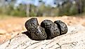Australian Wombat cubed droppings placed on high area as a scent or territory marking