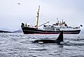 Orca killer whale (Orcinus orca) spotted at whale watching outside Skjervøy, Tromsø, Norway.