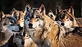 A close up of pack of Gray Wolves. 