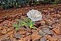 The Jimson Weed plant.