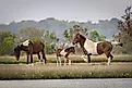 A family of wild horses in the marsh on Assateague Island, Maryland.