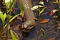Northern watersnake swimming in shallow water.