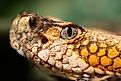 A macro photo of a Timber Rattlesnake, Crotalus horridus