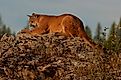 A Mountain Lion stalks prey on the boundary of Glacier National Park in Montana.