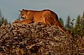 A Mountain Lion stalks prey on the boundary of Glacier National Park in Montana. 
